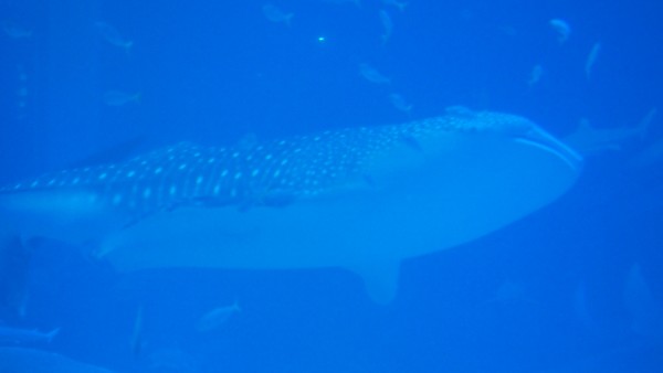 Osaka Kaiyukan Aquarium at Tempozan Harbor Village, Osaka, Japan