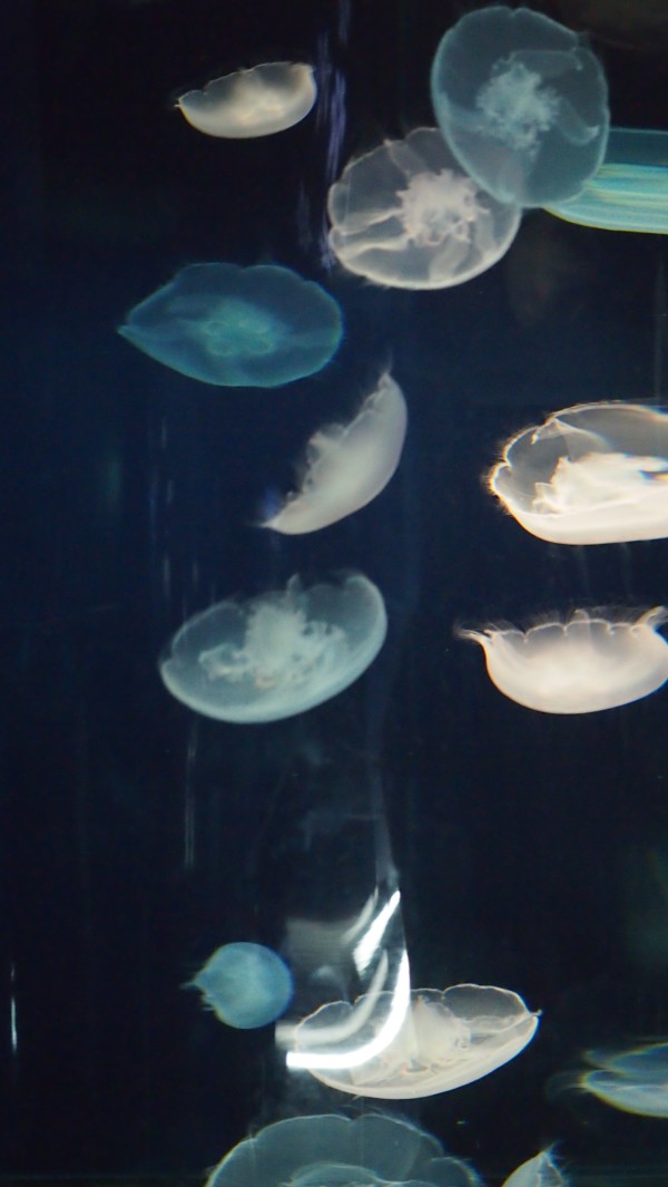 Osaka Kaiyukan Aquarium at Tempozan Harbor Village, Osaka, Japan