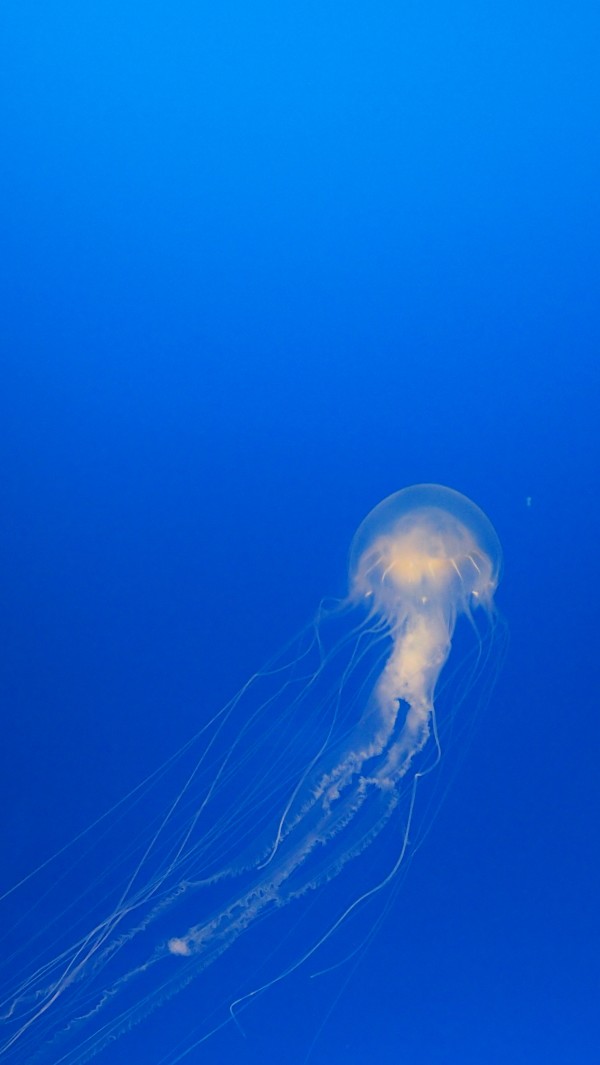 Osaka Kaiyukan Aquarium at Tempozan Harbor Village, Osaka, Japan