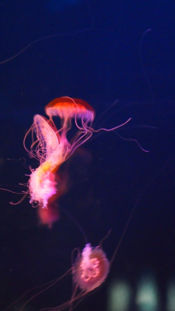 Osaka Kaiyukan Aquarium at Tempozan Harbor Village, Osaka, Japan