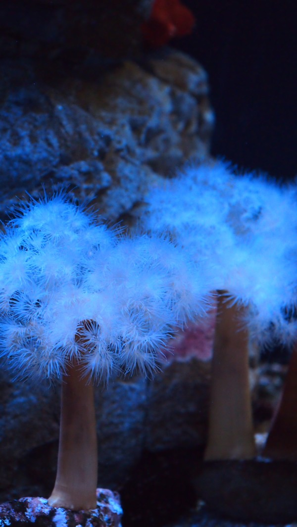 Osaka Kaiyukan Aquarium at Tempozan Harbor Village, Osaka, Japan