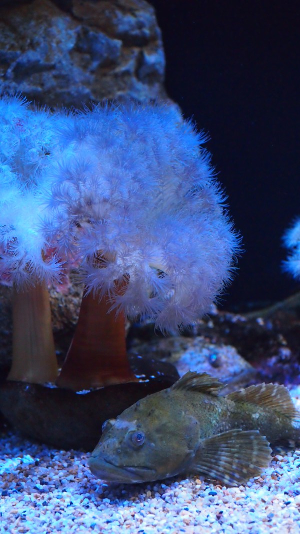 Osaka Kaiyukan Aquarium at Tempozan Harbor Village, Osaka, Japan