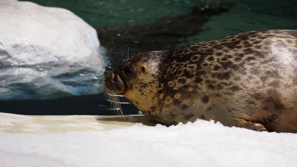 Osaka Kaiyukan Aquarium at Tempozan Harbor Village, Osaka, Japan