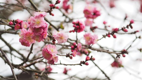 Spring blossom at Byodoin Temple at Uji in Kyoto, Japan