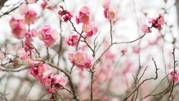 Spring blossom at Byodoin Temple at Uji in Kyoto, Japan