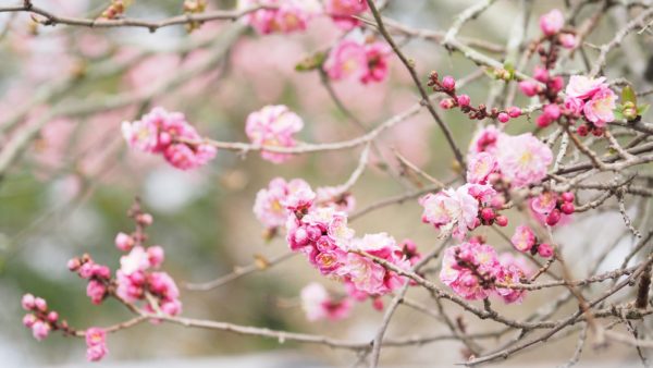 Spring blossom at Byodoin Temple at Uji in Kyoto, Japan