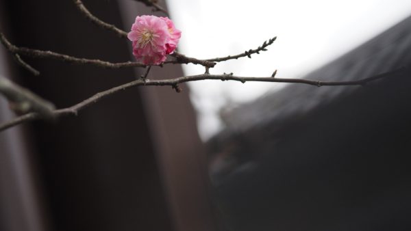 Spring blossom at Byodoin Temple at Uji in Kyoto, Japan