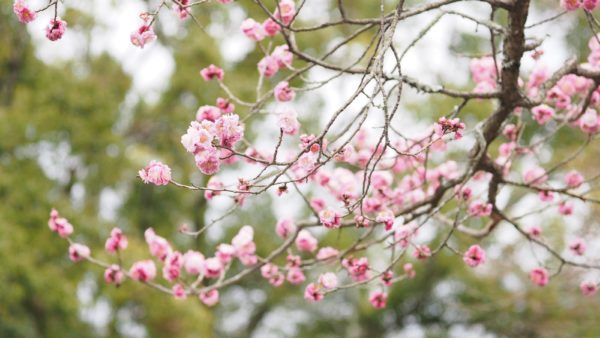 Spring blossom at Byodoin Temple at Uji in Kyoto, Japan