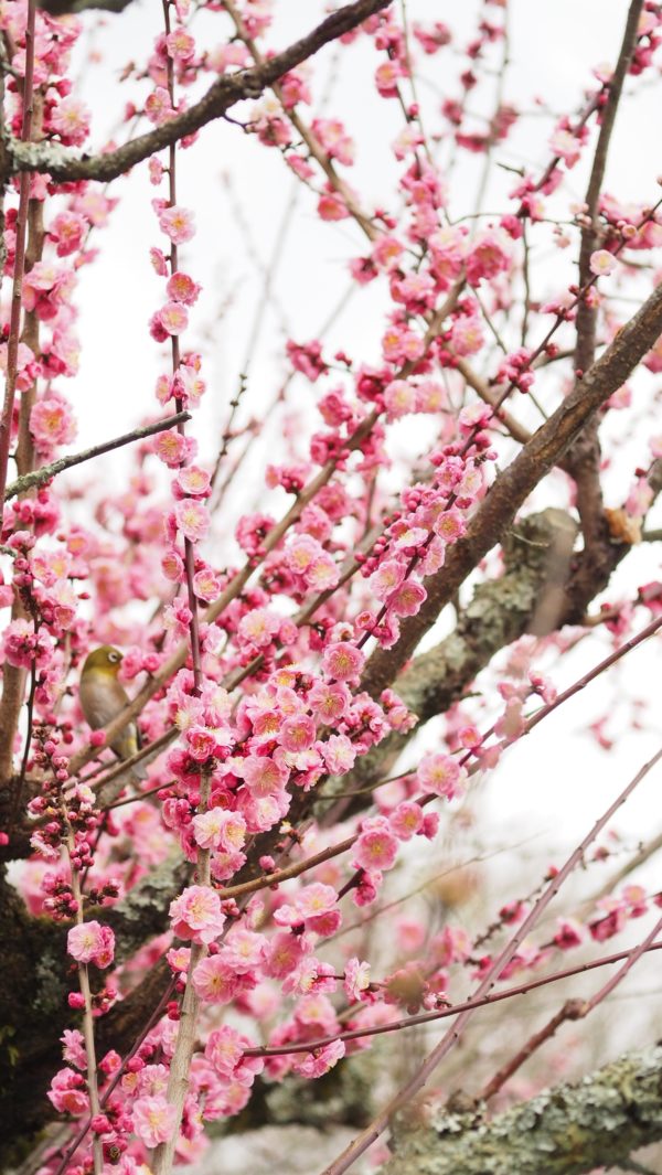 Spring blossom at Byodoin Temple at Uji in Kyoto, Japan