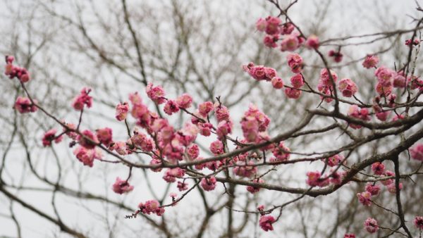 Spring blossom at Byodoin Temple at Uji in Kyoto, Japan