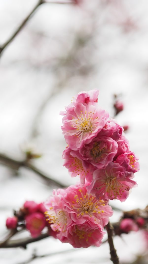 Spring blossom at Byodoin Temple at Uji in Kyoto, Japan