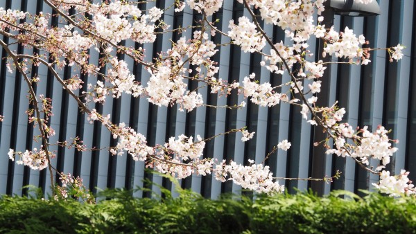 Tokyo Midtown Blossom 2016 at Tokyo Midtown in Roppongi, Tokyo, Japan
