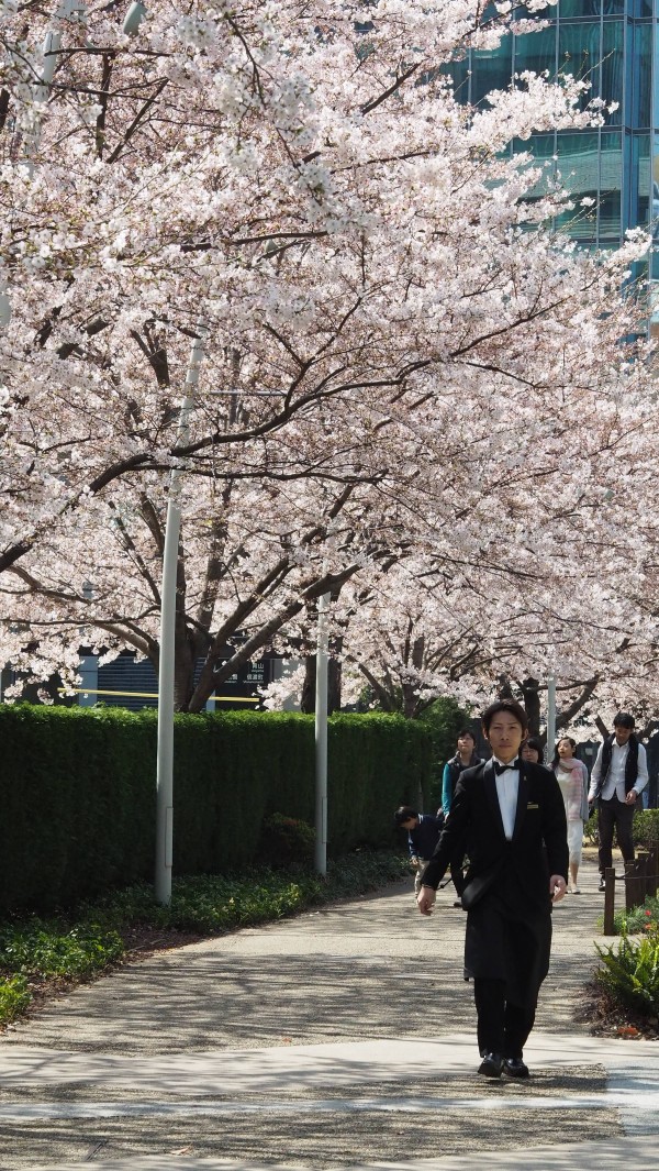 Tokyo Midtown Blossom 2016 at Tokyo Midtown in Roppongi, Tokyo, Japan