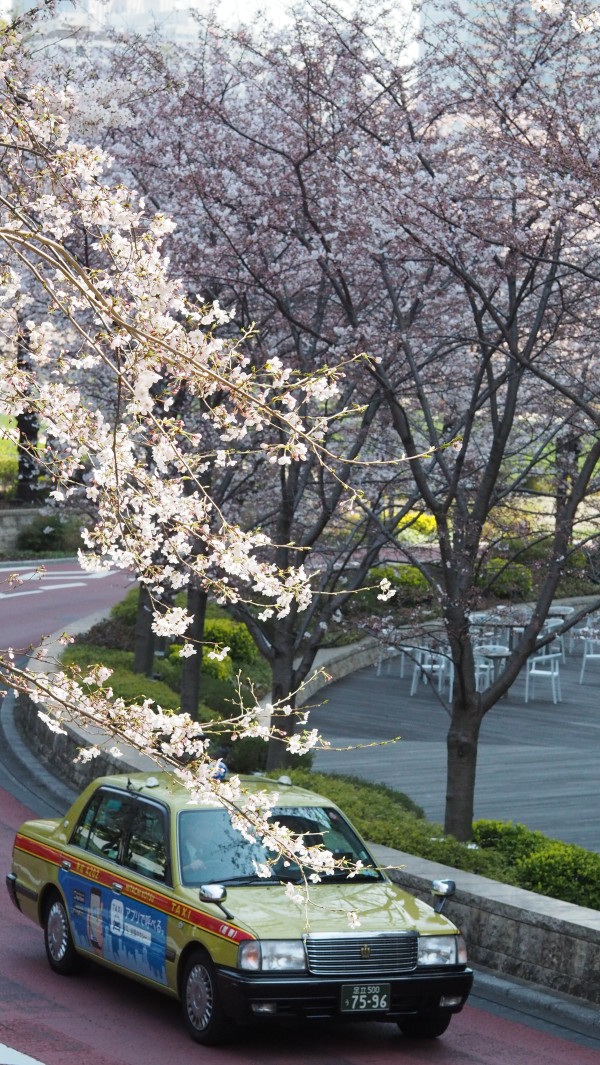 Tokyo Midtown Blossom 2016 at Tokyo Midtown in Roppongi, Tokyo, Japan