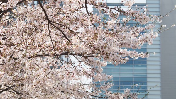 Tokyo Midtown Blossom 2016 at Tokyo Midtown in Roppongi, Tokyo, Japan