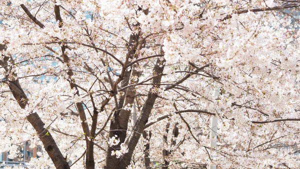 Tokyo Midtown Blossom 2016 at Tokyo Midtown in Roppongi, Tokyo, Japan