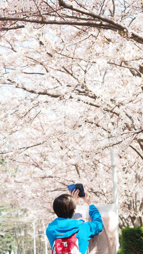 Tokyo Midtown Blossom 2016 at Tokyo Midtown in Roppongi, Tokyo, Japan