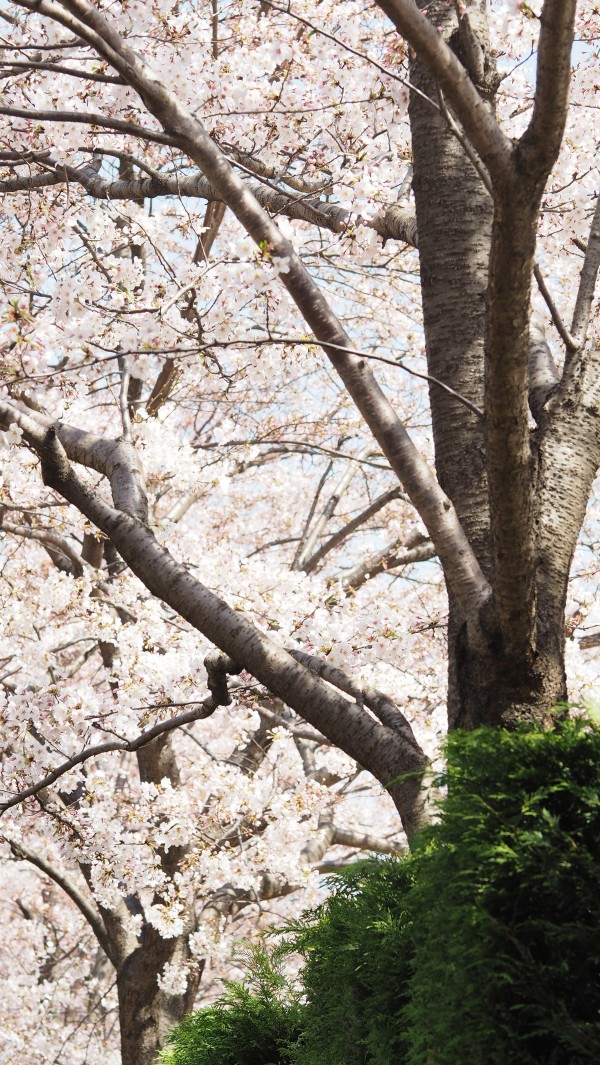 Tokyo Midtown Blossom 2016 at Tokyo Midtown in Roppongi, Tokyo, Japan