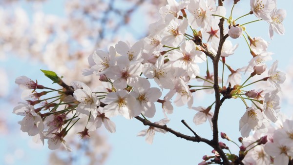 Tokyo Midtown Blossom 2016 at Tokyo Midtown in Roppongi, Tokyo, Japan