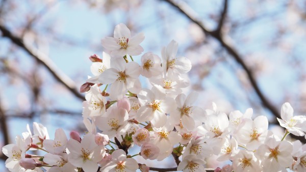 Tokyo Midtown Blossom 2016 at Tokyo Midtown in Roppongi, Tokyo, Japan