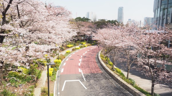 Tokyo Midtown Blossom 2016 at Tokyo Midtown in Roppongi, Tokyo, Japan
