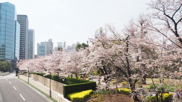 Tokyo Midtown Blossom 2016 at Tokyo Midtown in Roppongi, Tokyo, Japa