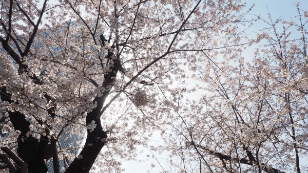 Tokyo Midtown Blossom 2016 at Tokyo Midtown in Roppongi, Tokyo, Japan
