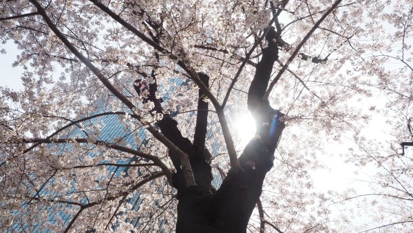 Tokyo Midtown Blossom 2016 at Tokyo Midtown in Roppongi, Tokyo, Japan