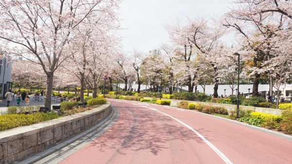Tokyo Midtown Blossom 2016 at Tokyo Midtown in Roppongi, Tokyo, Japan