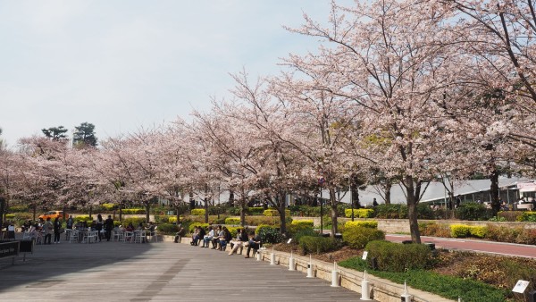 Tokyo Midtown Blossom 2016 at Tokyo Midtown in Roppongi, Tokyo, Japan