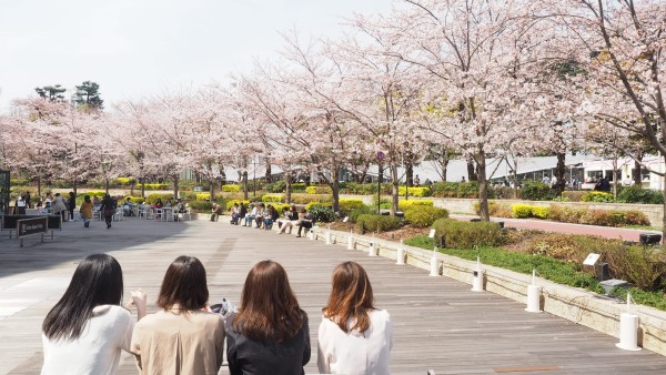 Tokyo Midtown Blossom 2016 at Tokyo Midtown in Roppongi, Tokyo, Japan