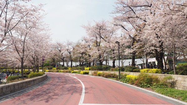 Tokyo Midtown Blossom 2016 at Tokyo Midtown in Roppongi, Tokyo, Japan