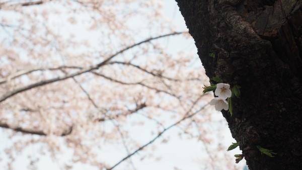 Tokyo Midtown Blossom 2016 at Tokyo Midtown in Roppongi, Tokyo, Japan