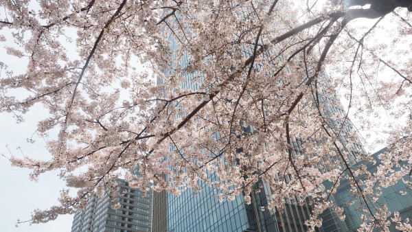 Tokyo Midtown Blossom 2016 at Tokyo Midtown in Roppongi, Tokyo, Japan