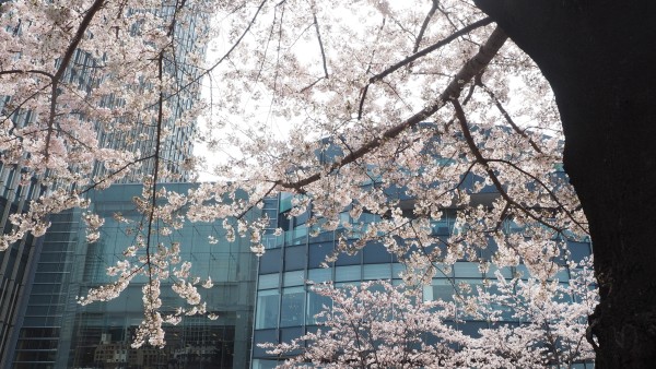 Tokyo Midtown Blossom 2016 at Tokyo Midtown in Roppongi, Tokyo, Japan