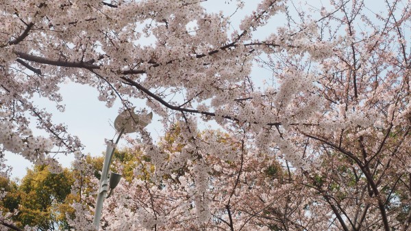 Tokyo Midtown Blossom 2016 at Tokyo Midtown in Roppongi, Tokyo, Japan