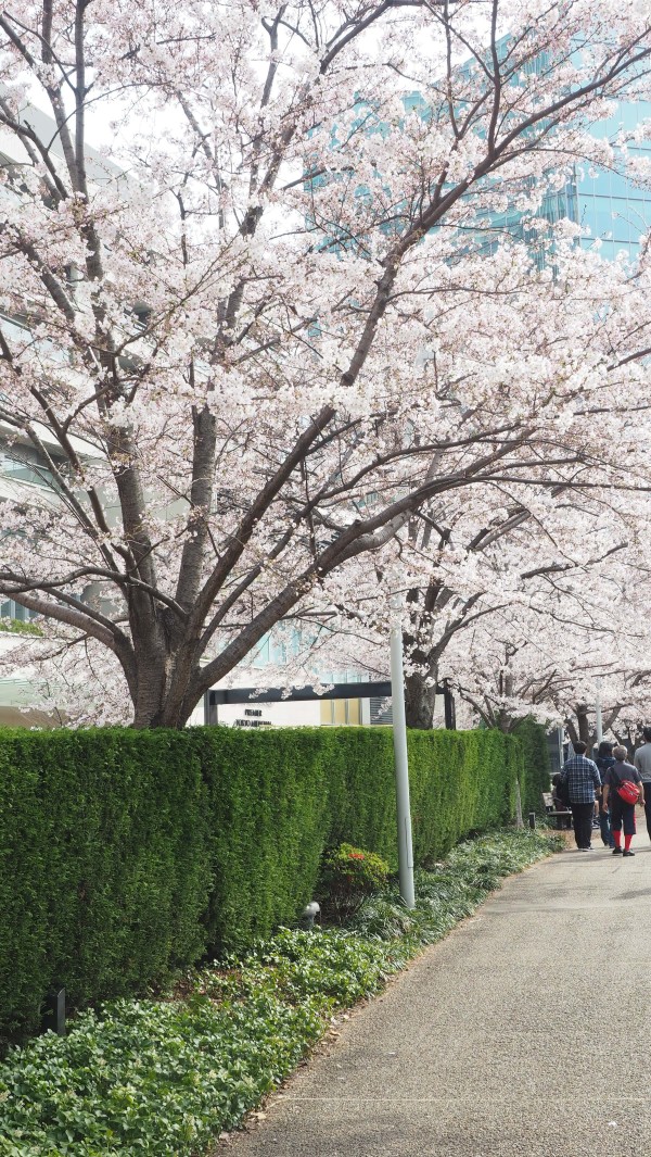 Tokyo Midtown Blossom 2016 at Tokyo Midtown in Roppongi, Tokyo, Japan