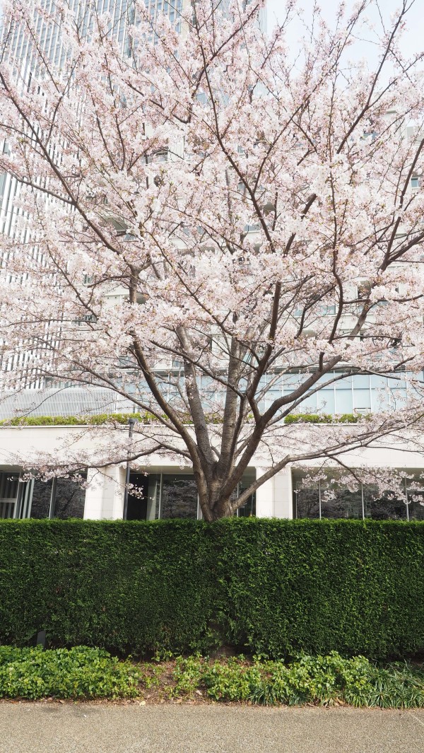 Tokyo Midtown Blossom 2016 at Tokyo Midtown in Roppongi, Tokyo, Japan
