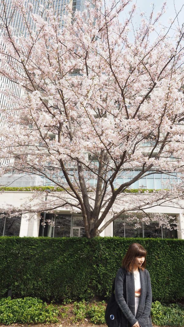 Tokyo Midtown Blossom 2016 at Tokyo Midtown in Roppongi, Tokyo, Japan