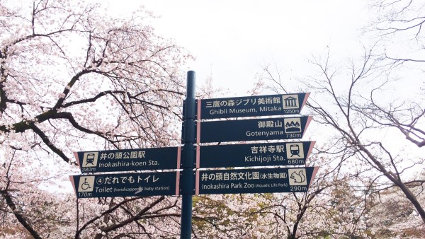 Sakura at Inokashira-koen in Kichijoji & Mitaka, Musashino, Tokyo, Japan