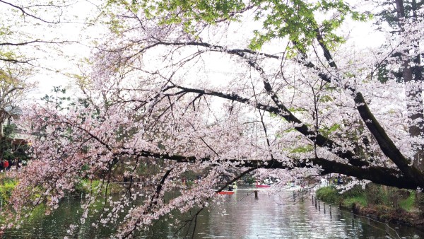 Sakura at Inokashira-koen in Kichijoji & Mitaka, Musashino, Tokyo, Japan