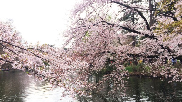 Sakura at Inokashira-koen in Kichijoji & Mitaka, Musashino, Tokyo, Japan