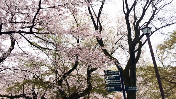 Sakura at Inokashira-koen in Kichijoji & Mitaka, Musashino, Tokyo, Japan