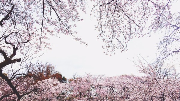 Sakura at Inokashira-koen in Kichijoji & Mitaka, Musashino, Tokyo, Japan