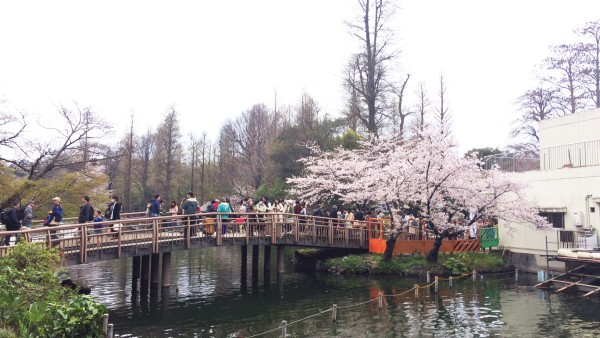 Sakura at Inokashira-koen in Kichijoji & Mitaka, Musashino, Tokyo, Japan