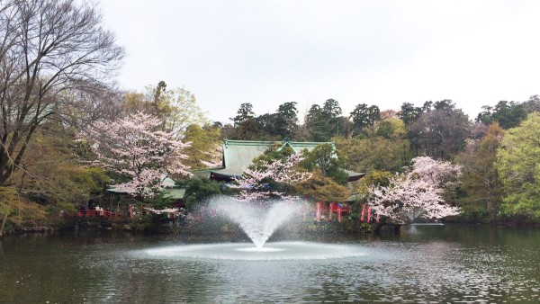 Sakura at Inokashira-koen in Kichijoji & Mitaka, Musashino, Tokyo, Japan