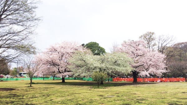 Sakura at Inokashira-koen in Kichijoji & Mitaka, Musashino, Tokyo, Japan
