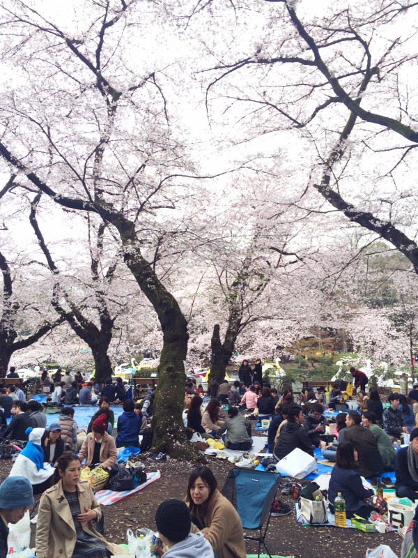 Sakura at Inokashira-koen in Kichijoji & Mitaka, Musashino, Tokyo, Japan