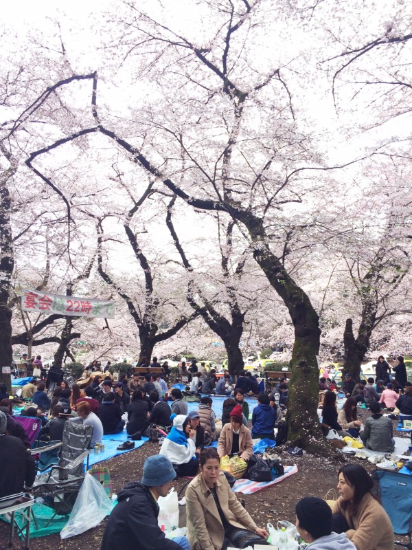 Sakura at Inokashira-koen in Kichijoji & Mitaka, Musashino, Tokyo, Japan