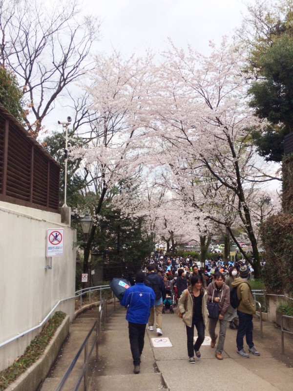 Sakura at Inokashira-koen in Kichijoji & Mitaka, Musashino, Tokyo, Japan